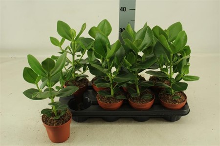 Clusia rosea Princess KLIPP Ø12 H=40