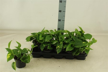 Epipremnum Aureum Ø12 H=20