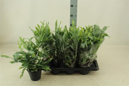 Phlebodium aureum Blue Star Ø14 H=40