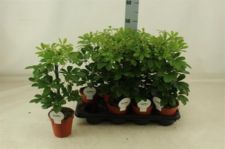 Schefflera arboricola Nora KLIPP Ø13 H=45