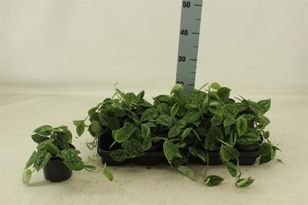 Scindapsus pictus Argyraeus Ø12 H=25 15+CMRANK