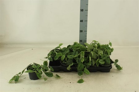 Scindapsus pictus Argyraeus Ø12 H=25 15+CMRANK