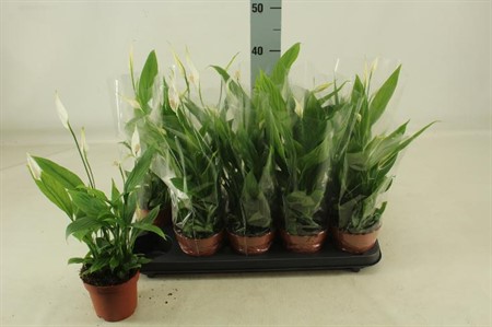 Spathiphyllum Alana KLIPP Ø12 H=45 2+ BLM