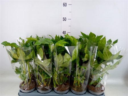 Fatsia japonica ... *8pp Ø12 H=40