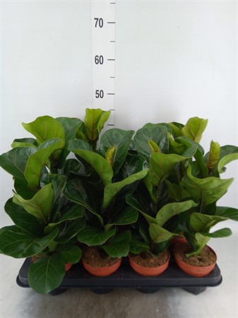 Ficus lyrata 'Bambino' Ø12 H=40