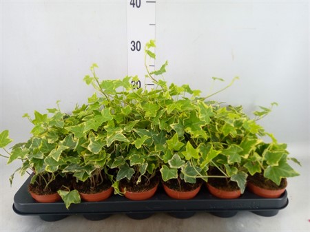 Hedera helix 'Goldchild' Ø508 H=10