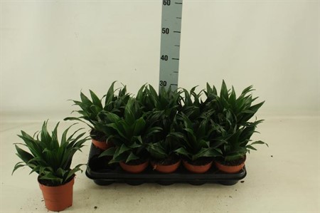 Dracaena fra Comp. Ø12 H=25 KOPSTEK