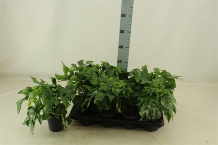 Monstera Ø12 H=30