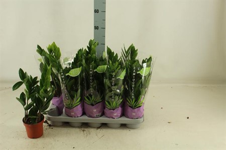 Zamioculcas zamiifolia Ø12 H=40 4 TAK