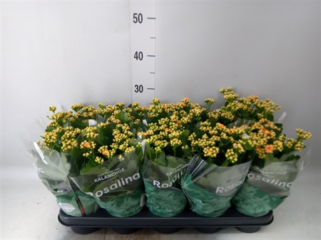Kalanchoe blos. 'RosDon Feliz' in Rosalina sleeve Ø12 H=27