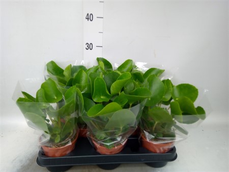 Pilea peperomioides Ø11 H=20