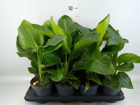Strelitzia nicolai 2 pp Ø14 H=40