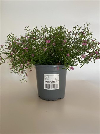 GYPSOPHILA MUR. ROSA 11Ø Ø11