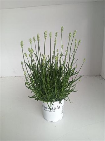 Lavandula ang. Edelweiss Ø12 H=35