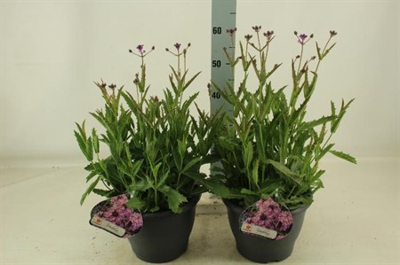 Verbena rigida Ø26 H=65
