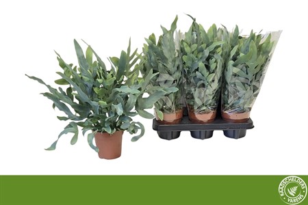 Phlebodium aureum 'Blue Star' Ø12 H=40