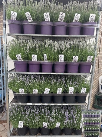 LAVANDULA THINK TWICE 21 CM Ø21