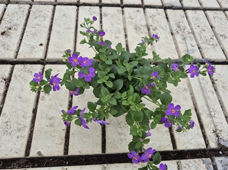 BACOPA CAROLIN. BLÅ STORBLOMMIG 11Ø Ø11