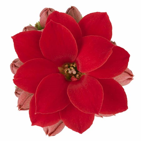KALANCHOE R.F POPPY   6 CM Ø6
