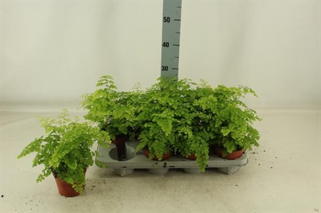 Adiantum raddianum Fragrans Ø12 H=30