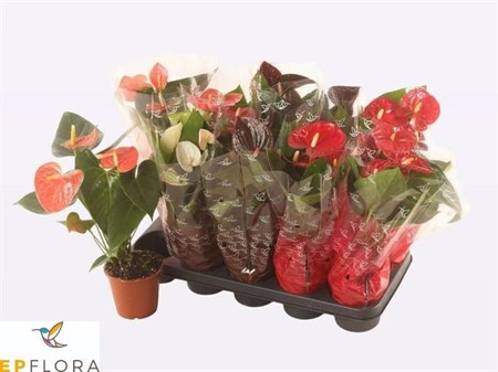 Anthurium andr. mix 4 colors Ø12 H=40 5+ BLM