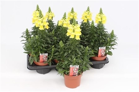 Antirrhinum Dragon Yellow Ø13 H=35