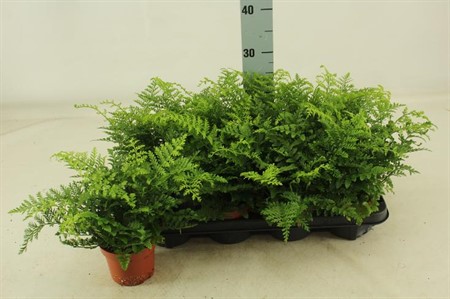 Asplenium Parvati Ø12 H=25