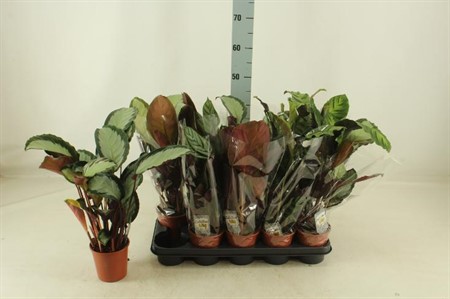 Calathea mix 4 sorter Ø12 H=40 5 SRT/FST