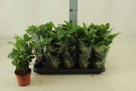 Coffea arabica Ø12 H=30