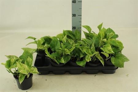 Epipremnum Marble Queen Ø12 H=25