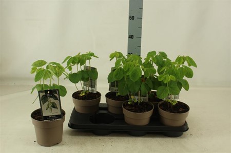Paprika med frukter Ø15 H=30 1 TAK