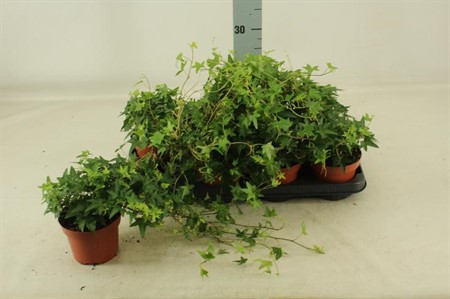 Hedera helix Jacobine Ø13 H=25