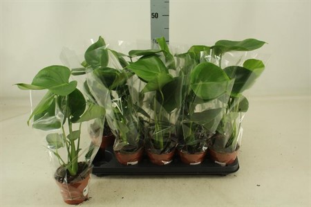 Monstera deliciosa KLIPP Ø12 H=45