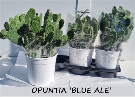 Opuntia Ø19 H=40 VERTAKT