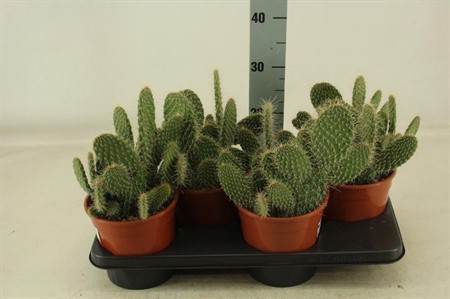Opuntia Ø17 H=35