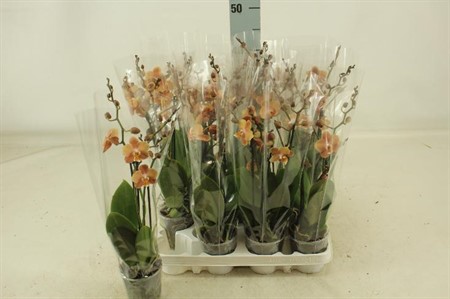 Phalaenopsis Ø9 H=40 28+ BLM 3 TAK