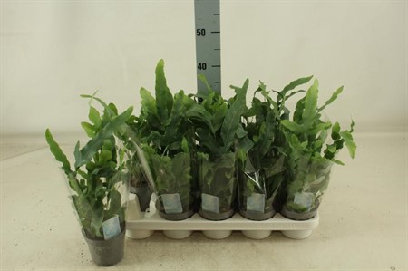 Phlebodium aureum Blue Star KLIPP Ø12 H=30