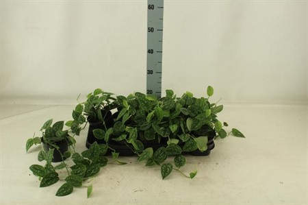 Scindapsus pictus Argyraeus KLIPP Ø12 H=25 15+CMRANK