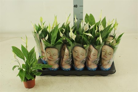 Spathiphyllum Alana Ø9 H=30 5+ BLM