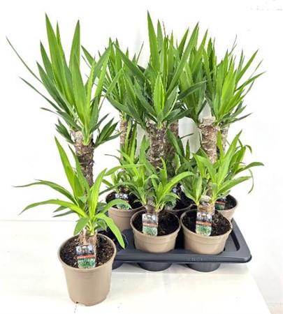 Yucca Ø17 H=80 TOEF 45-20