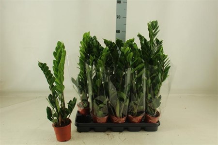 Zamioculcas zamiifolia Ø12 H=60 3 TAK