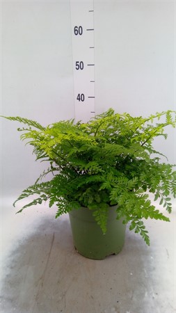 Asplenium 'Parvati' . Ø21 H=50