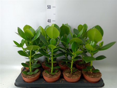 Clusia rosea 'Princess' Ø12 H=40