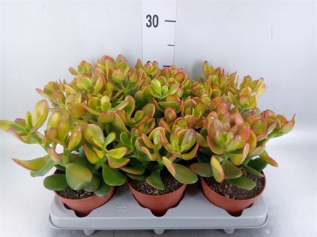 Crassula ovata 'Sunset' . Ø12 H=20