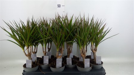Dracaena marg. single stem 3+ head Ø510 H=35