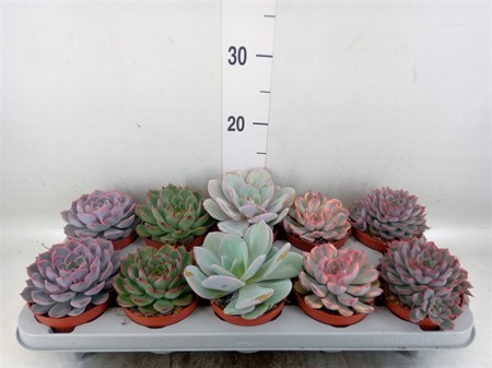 Echeveria mix De Luxe mixed Ø510 H=14
