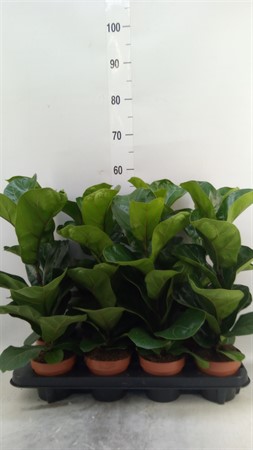 Ficus lyrata 'Bambino' Ø12 H=45