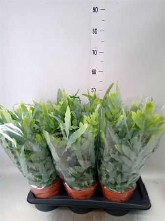 Phlebodium aureum 'Blue Star' Ø17 H=45