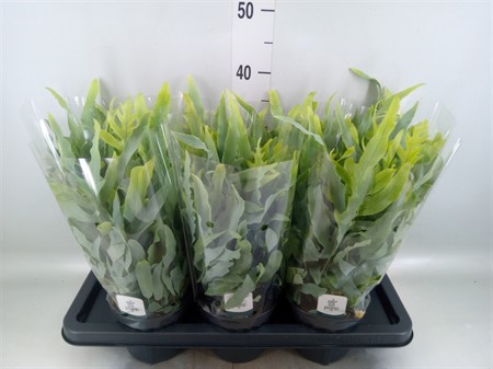 Phlebodium aureum 'Blue Star' Air So Pure Ø14 H=40