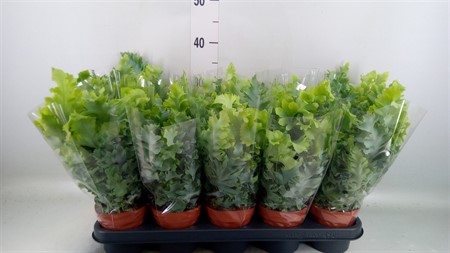 Phlebodium aureum 'Davana' Ø12 H=35